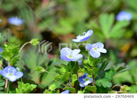 波斯Speedwell 29708469