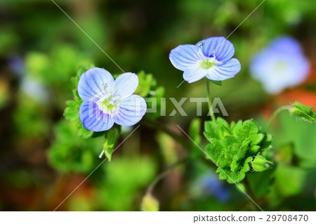 波斯Speedwell 波斯Speedwell 29708470