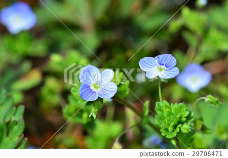 Persian speedwell 29708471