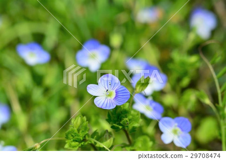 波斯Speedwell 29708474