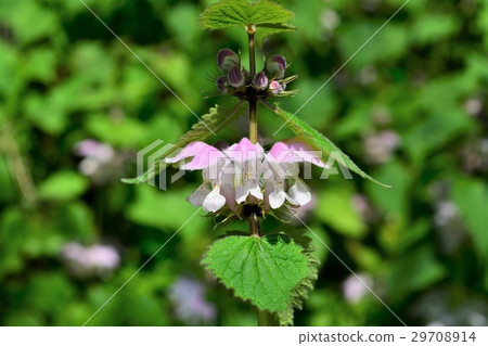 Odorikosou Odorikosou 29708914