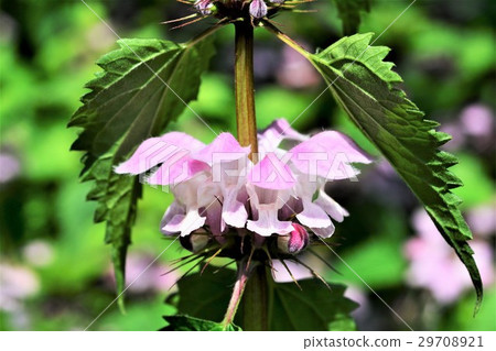 死蕁麻 死蕁麻 29708921