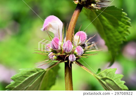 死蕁麻 死蕁麻 29708922