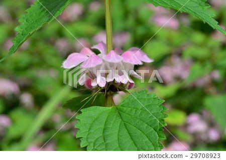 Odorikosou 29708923