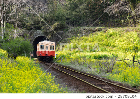 Spring color Kominato Railway 1 Spring color Kominato Railway 1 29709104