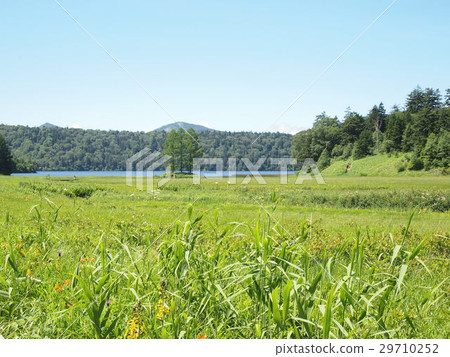 Summer Ozenumonomonmatsu 29710252