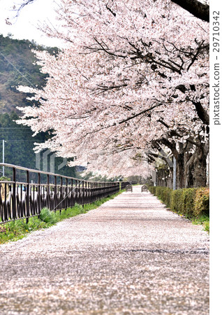 Cherry blossom trees and carpets 29710342