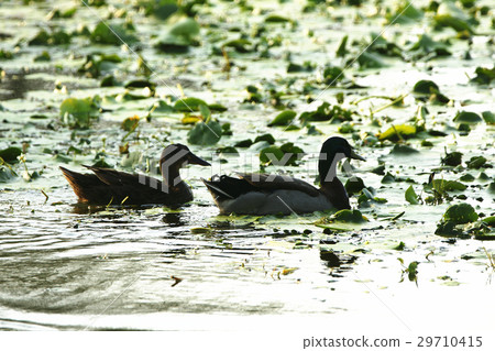 綠頭鴨 29710415