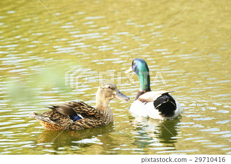 綠頭鴨 29710416