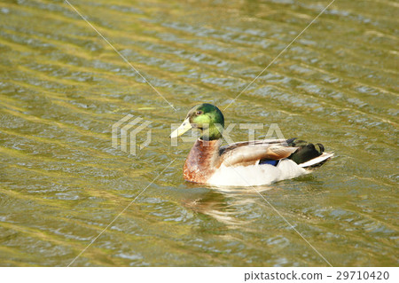 綠頭鴨 29710420