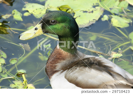 綠頭鴨 29710423