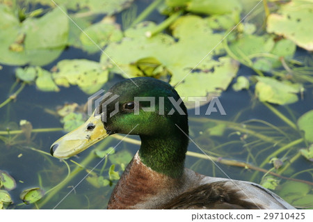 綠頭鴨 29710425