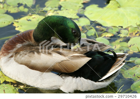 綠頭鴨 29710426