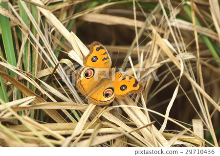 眼蛺蝶 眼蛺蝶 29710436