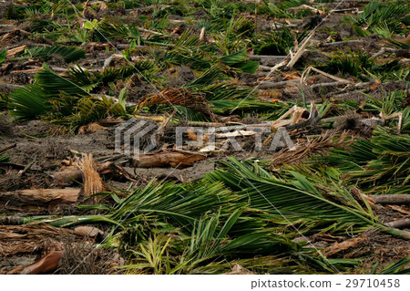Background of the collapsed trees 29710458