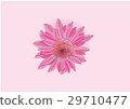 Zinnia flowers  on white background  29710477