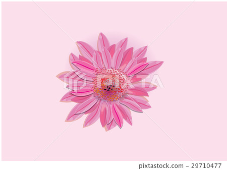 Zinnia flowers on white background Zinnia flowers on white background 29710477