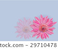 Zinnia flowers  on white background  29710478