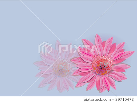 Zinnia flowers on white background Zinnia flowers on white background 29710478