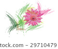 Zinnia flowers  on white background  29710479