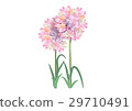three pink flowers circle bouquet on white backgro 29710491
