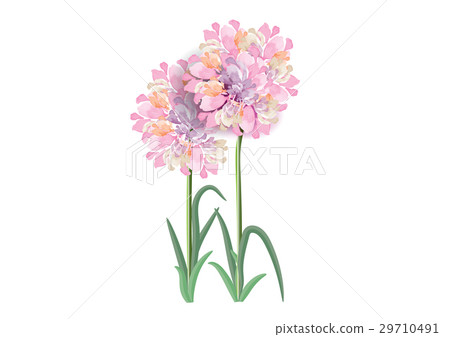 three pink flowers circle bouquet on white backgro three pink flowers circle bouquet on white backgro 29710491