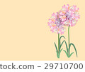 three pink flowers circle bouquet on white backgro 29710700