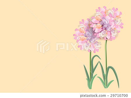 three pink flowers circle bouquet on white backgro three pink flowers circle bouquet on white backgro 29710700