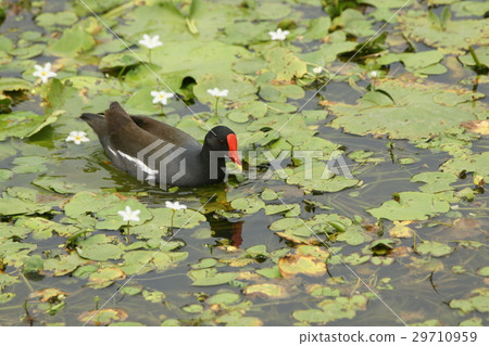 紅冠水雞 紅冠水雞 29710959