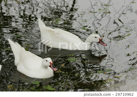 鵝 29710962