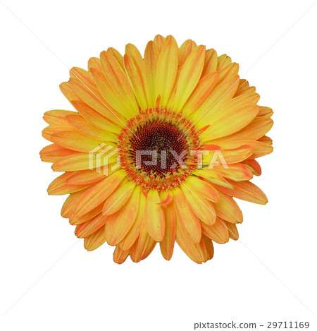 yellow and orange flower on isolated white 29711169
