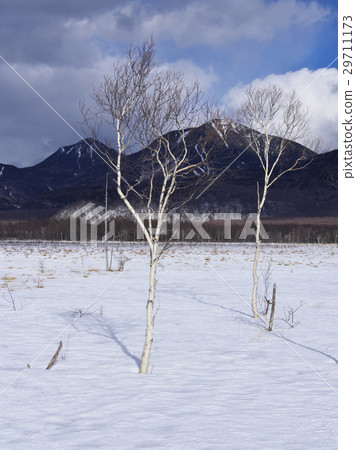 Birch Sugarhara's birch 29711173