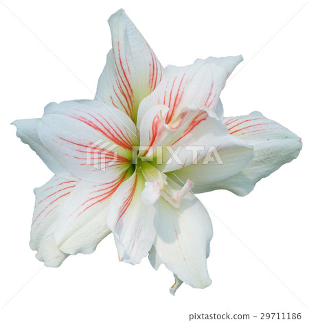 white lilly flower on isolated white 29711186