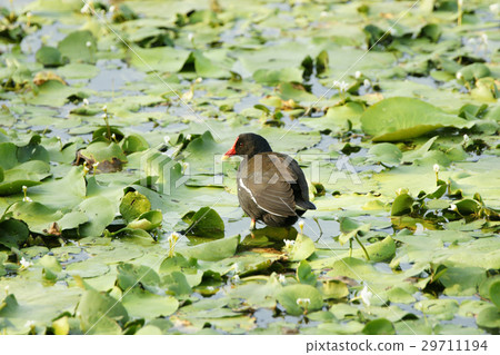 紅冠水雞 29711194