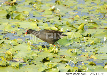 紅冠水雞 29711195