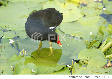 紅冠水雞 紅冠水雞 29711197