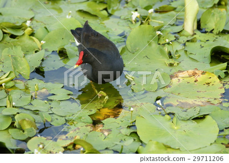 Red-crowned water chicken Red-crowned water chicken 29711206