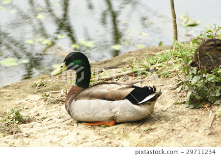 綠頭鴨 綠頭鴨 29711234