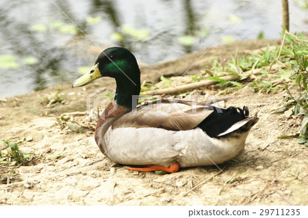 綠頭鴨 29711235
