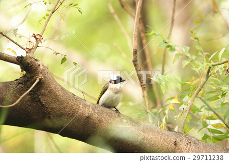 白頭鶲 白頭鶲 29711238