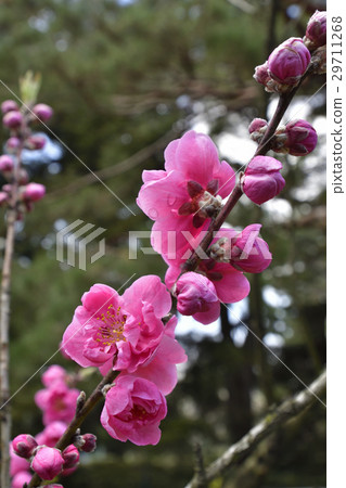京都御苑桃園（桃花） 29711268