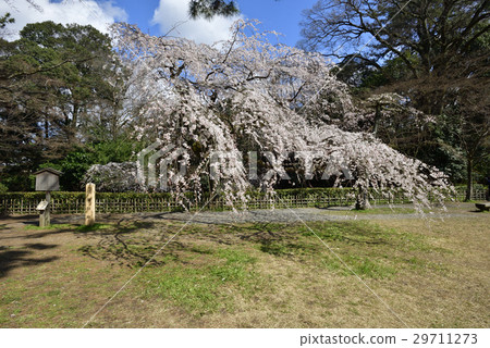 京都美雪Konoe住宅的竹櫻花 29711273