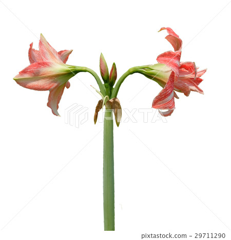 pink lilly flower with flower bud on isolated whit 29711290
