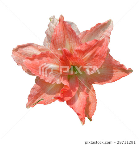 pink with red lilly flower on isolated white pink with red lilly flower on isolated white 29711291