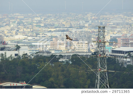 一隻鷹 一隻鷹 29711365