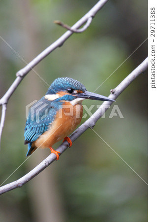 kingfisher 29711388