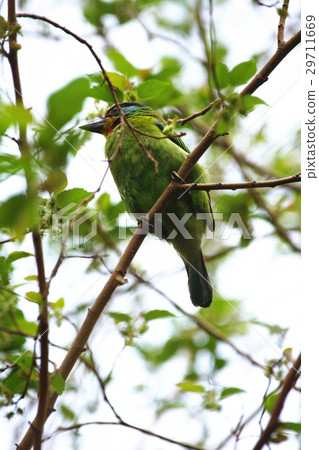 Five-color bird Five-color bird 29711669