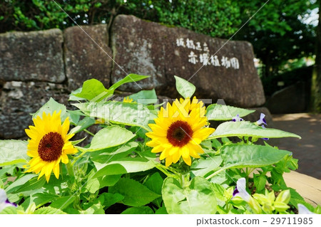 迷你向日葵 迷你向日葵 29711985