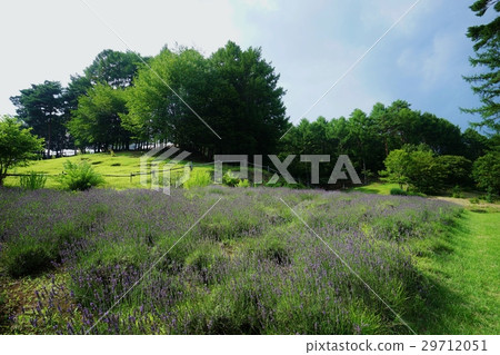 Lavender field 29712051