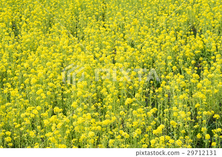Rapeseed field Rapeseed field 29712131